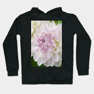 Dahlia  'Eveline'  Decorative  Small Hoodie